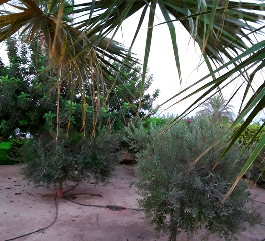 MIL Casa de campo en la grajuela en San Javier