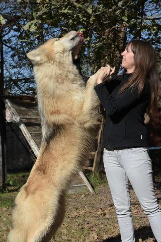 Resultado de imagen para perro lobo americano