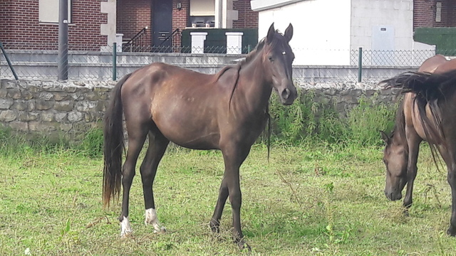 MIL ANUNCIOS COM Cambio Caballo Madrid Segunda Mano Y