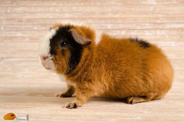 Resultado de imagen para Cobaya Teddy