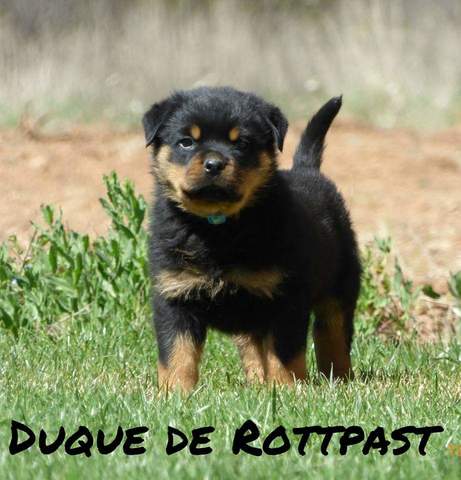 rottweiler cachorros leticia milln