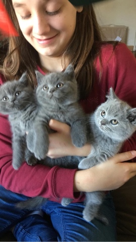 MIL ANUNCIOS.COM - Gatitos British blue shorthair