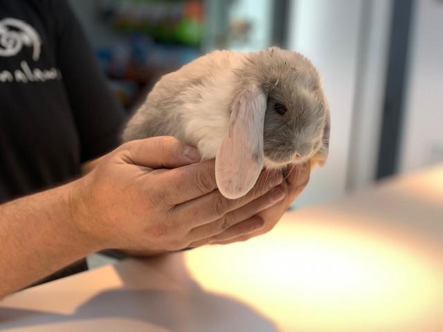 Mil Anuncios Com Conejo Belier Mini Lop