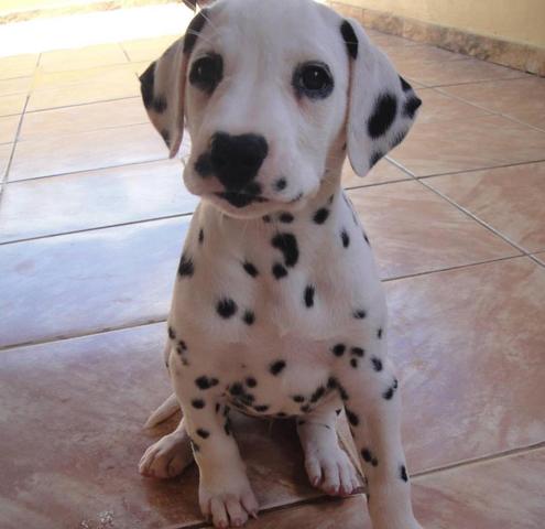 Mil Anuncios Com Cachorro Dalmata Compra Venta De Perros Cachorro Dalmata Regalo De Cachorros Pag 3