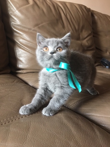 MIL ANUNCIOS.COM - Gatitos British Blue shorthair