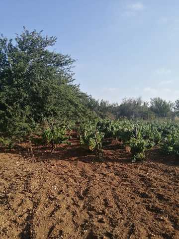 MIL ANUNCIOS.COM - Finca en El Marquesado Chiclana en ...