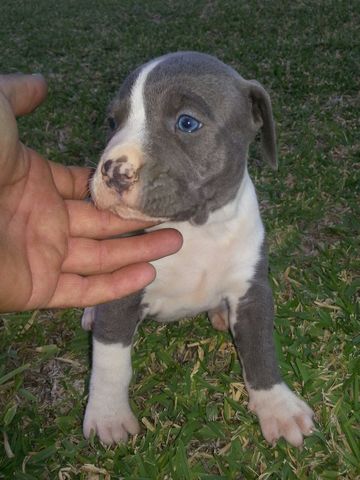 Mil Anuncios Com Pitbull Gris Venta De Pitbull De Segunda Mano Pitbull Gris Pitbull De Ocasion A Los Mejores Precios