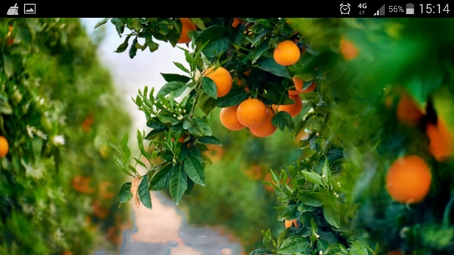 MIL ANUNCIOS.COM Compro naranja para zumo MIL ANUNCIOS.COM Anuncios de compra de naranjas para zumo