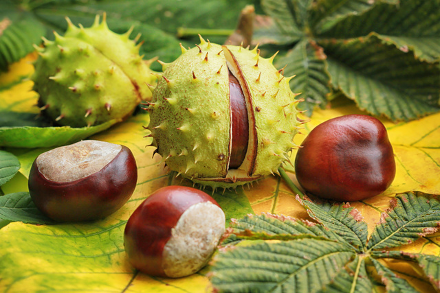 MIL ANUNCIOS.COM - Castaño de Indias. Plantas en maceta