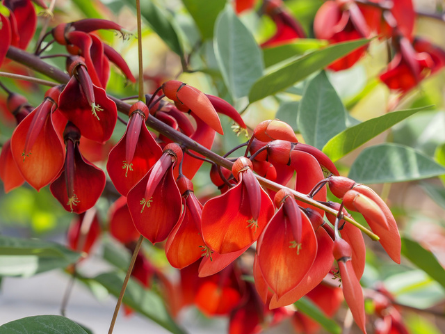 Milanuncios - Ceibo, preciosas flores en tu jardín