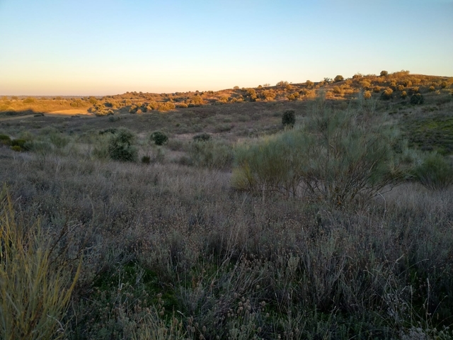 MIL ANUNCIOS.COM - Finca Rústica en la Dehesilla. en Aldea ...