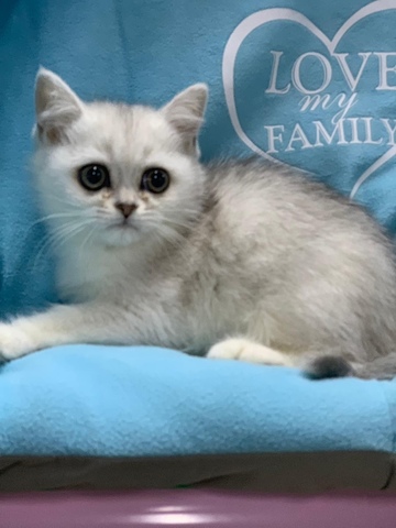 MIL ANUNCIOS.COM - Gatos British blue y blancos