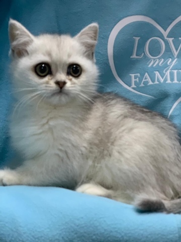MIL ANUNCIOS.COM - Gatos British blue y blancos Barcelona