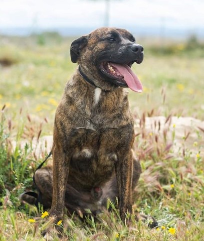 Mil Anuncioscom Presa Canario Compra Venta De Perros