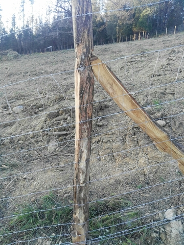 Estacas de pino tratado Estacas de pino tratado