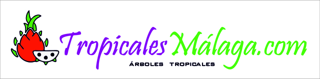 Para nuestro clima ideal es la gigante gigantes-plátanos-Palme!
