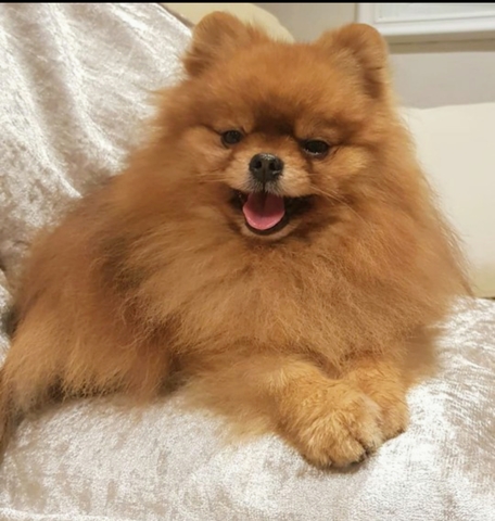 Droll Pomerania Lulu