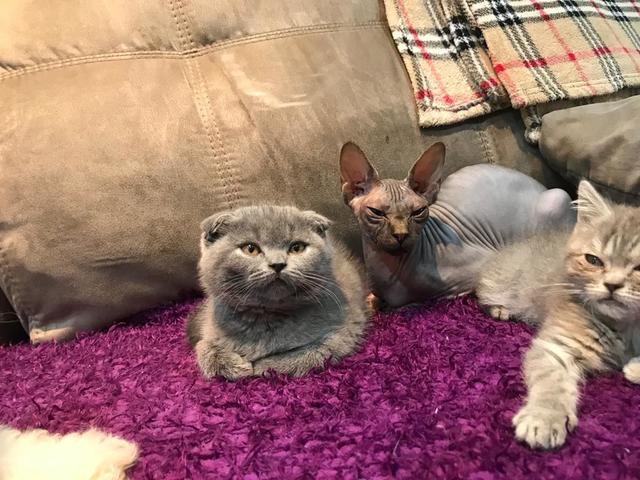 Gatitos Para La Venta Uk Barato