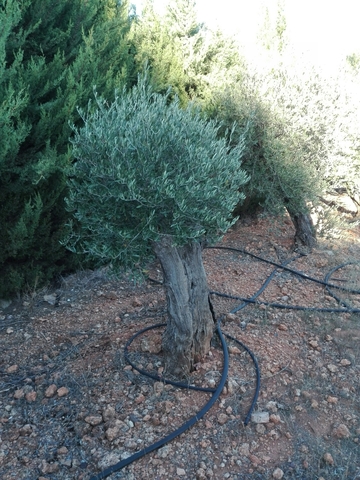 MIL ANUNCIOS.COM - Olivos Decoración