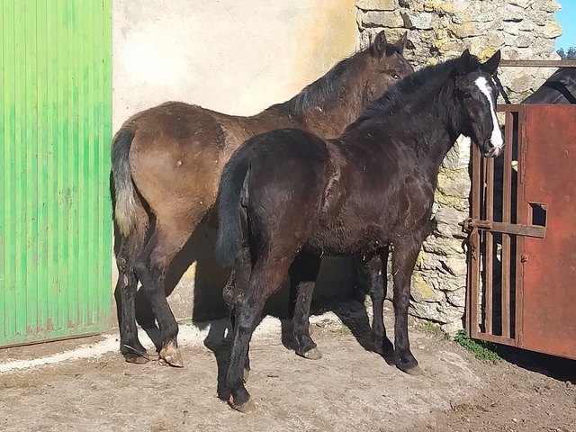 Mil Anuncios Com Carne Compra Venta De Caballos Carne Anuncios Con Fotos De Caballos Comprar Un Caballo Todas Las Razas De Caballos