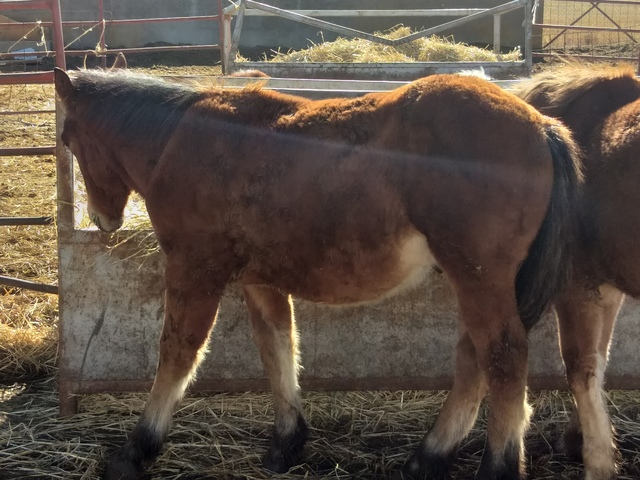 Mil Anuncios Com Compro Caballos Potros Burros Para Carne