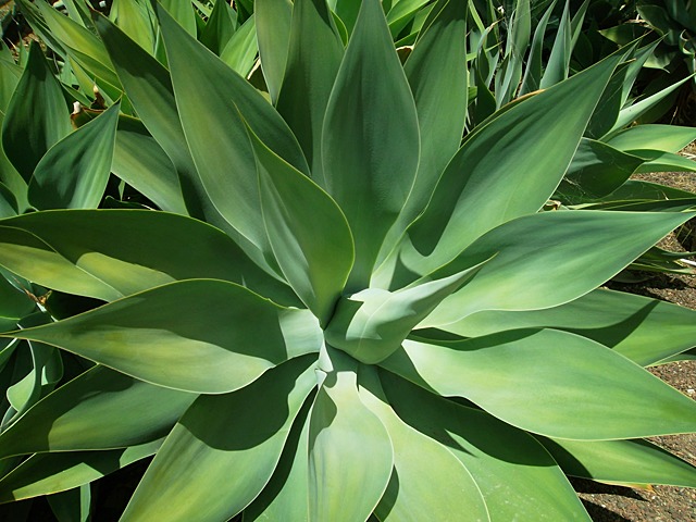 Agave attenuata planta crasa resistente a la sequ/ía
