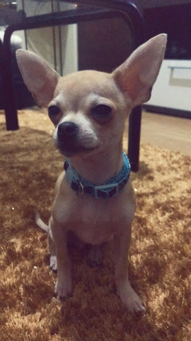 chihuahua pincher toy