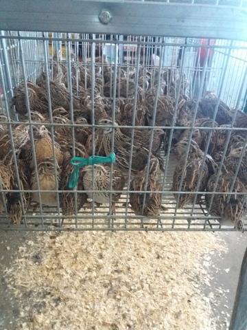 Mil Anuncios Com Codornices De Vuelo Compra Venta Y Regalo De Mascotas Codornices De Vuelo En Andalucía