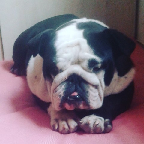 Cute Bulldog Ingles Blanco