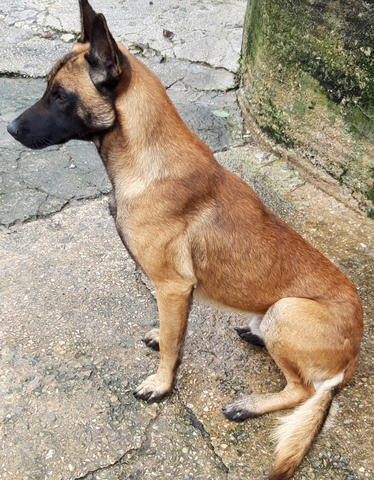 Mil Anuncios Com Guarda Compra Venta Y Regalo De Mascotas Guarda Pag 11