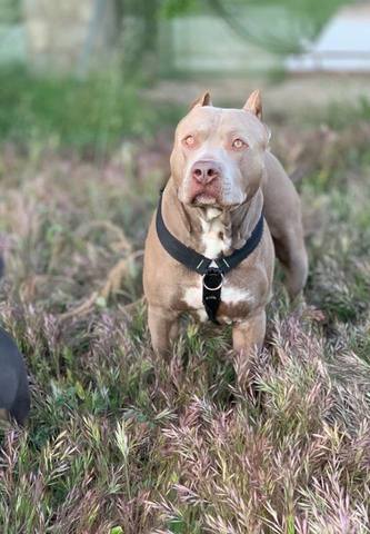 American Pit Bull Terrier Bluefawn