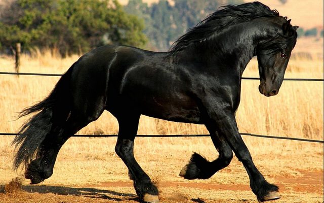 Mil Anuncios Com Frisones Compra Venta De Caballos Frisones En Sevilla Anuncios Con Fotos De Caballos Comprar Un Caballo Todas Las Razas De Caballos