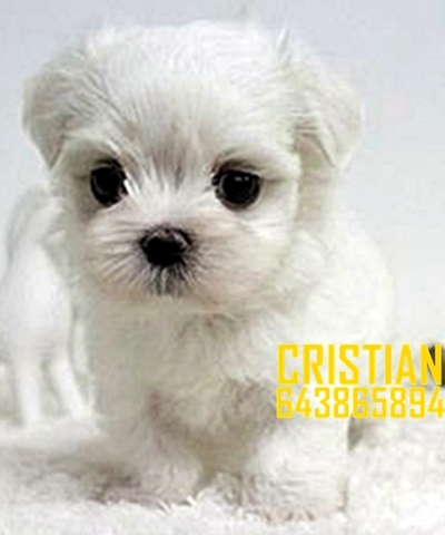 Mil Anuncios Com Regalo Cachorro Raza Pequeña Compra Venta De Perros Regalo Cachorro Raza Pequeña Regalo De Cachorros Pag 2