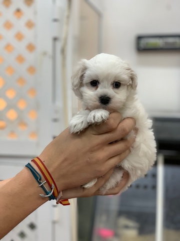 Mil Anuncios Com Bichón Maltes Machos Y Hembras