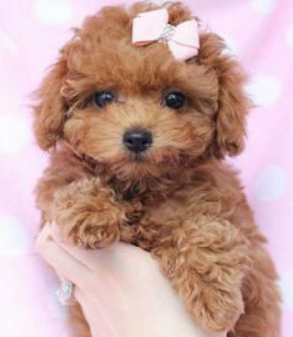 Adorable Poodle Mini Toy Adulto Fotos