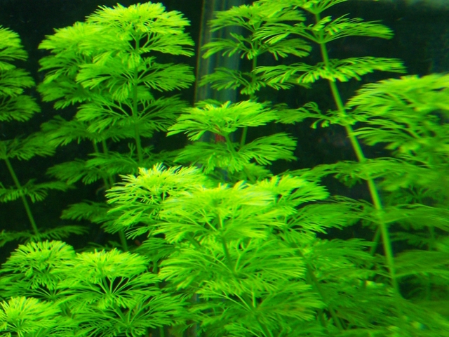 poda de erección oculta