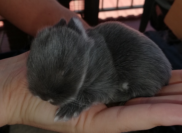 Mano Anuncios com Papo Mil Anuncios Animales Segunda Y Clasificados eEIWDH29bY