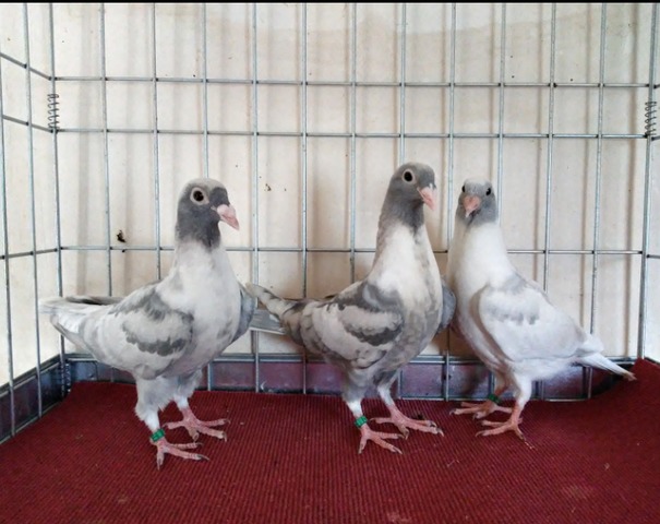 33+ Pedigree Palomas Mensajeras Images