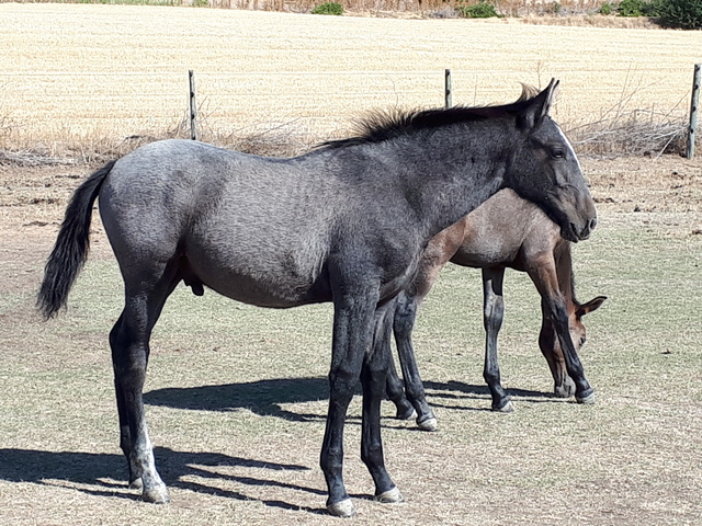 incomodidad del caballo zona 1