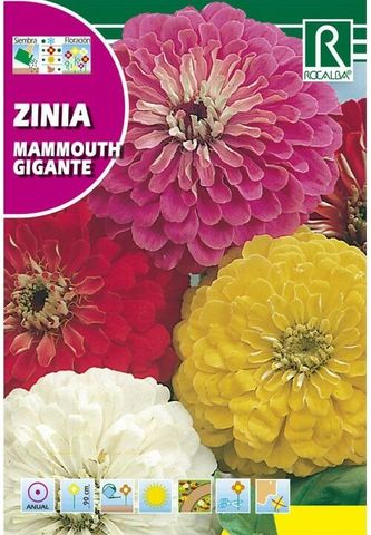 Mil Anuncios Com Flores Zinia Mammouth Gigante Variada