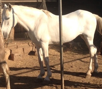 Mil Anuncios Com Regalo Caballo Compra Venta De Caballos Regalo Caballo En Valencia Anuncios Con Fotos De Caballos Comprar Un Caballo Todas Las Razas De Caballos