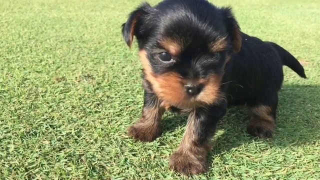 Cuanto Cuesta Un Pomerania En España