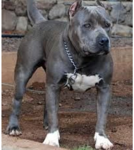 Pitbull Blue Nose Cachorro Gris Ojos Azules Acerca Ojos