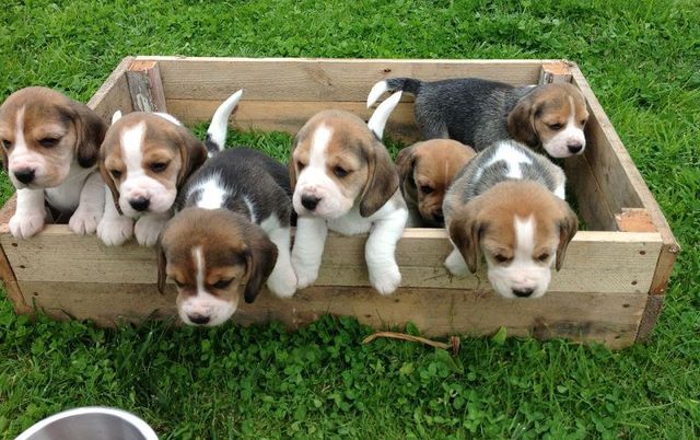 mil-anuncios-com-beagle-cachorros