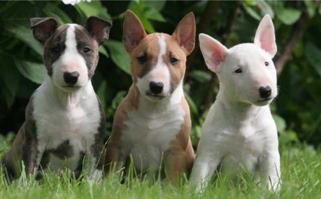 Resultado de imagen de Bull Terrier