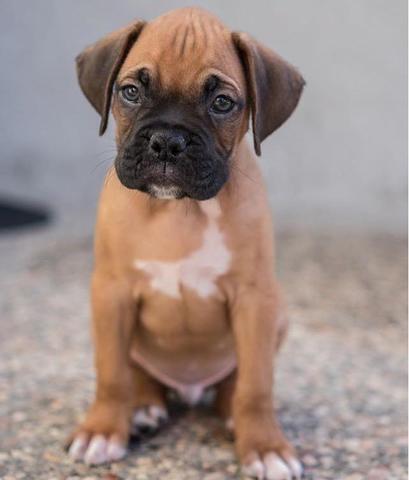 Raza De Perro Boxer Caracteristicas Cuidados