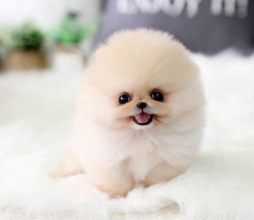 Adorable Pomerania Miniatura Negro