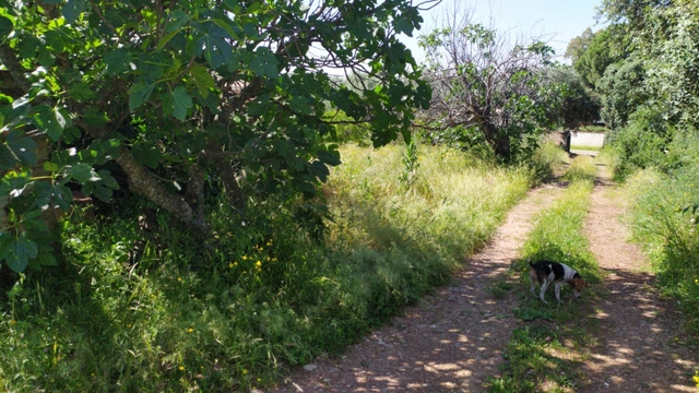 Mil Anuncios Com Carrera Del Caballo Finca La Colina En Cordoba