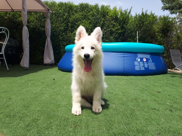 Mil Anuncios Com Pastor Blanco Suizo Compra Venta De Perros Pastor Blanco Suizo Regalo De Cachorros