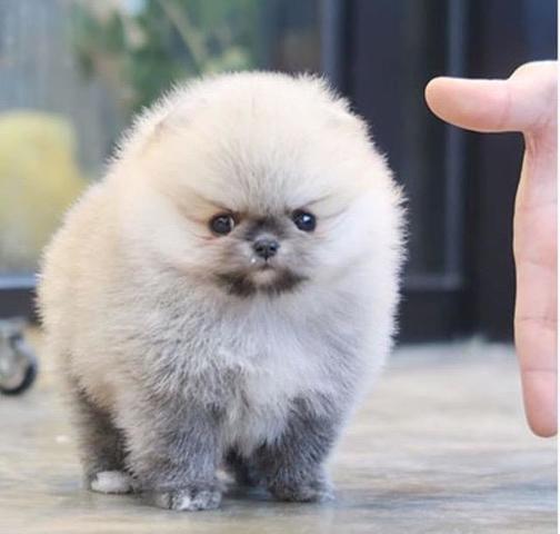 Droll Bebe Pomerania Mini Blanco